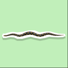 python